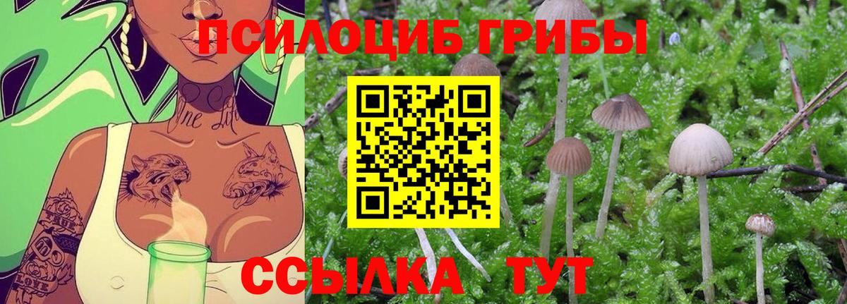 Тайшет  наркошоп  Вход с VPN  Псилоцибиновые грибы MAGIC MUSHROOMS 